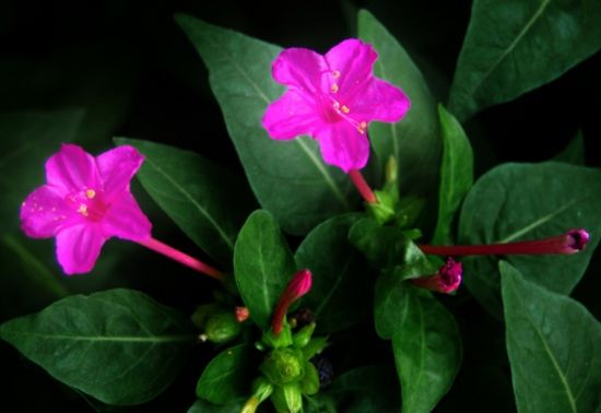 粉红夜来香 粉红夜来香