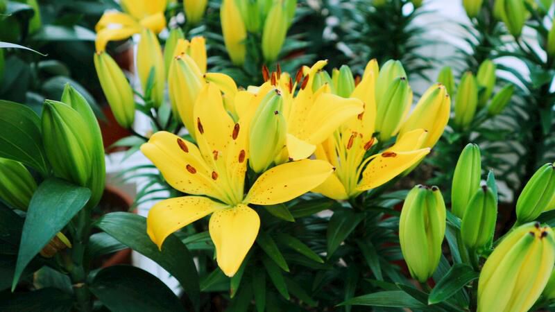 百合花怎么养？百合花养殖方法和病虫害防治