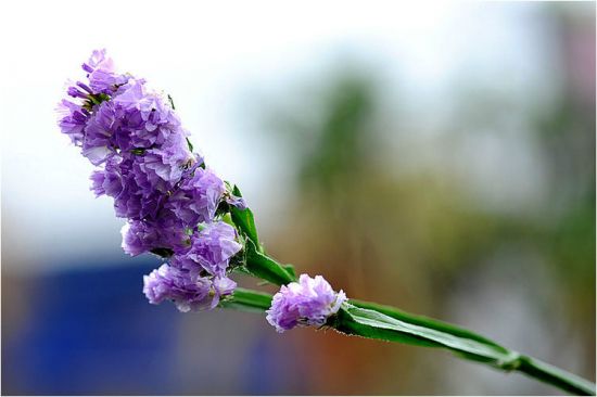 勿忘我的种植方法 勿忘我的种植方法