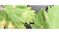 花叶长虫怎么办？花叶长虫的处理方法