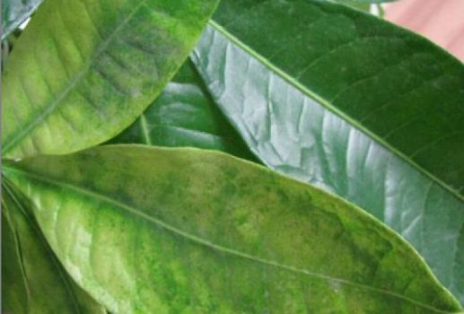 叶子发黄的发财树 叶子发黄的发财树