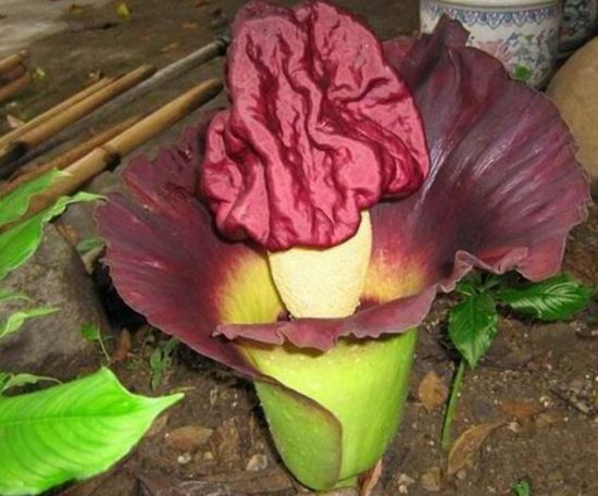 最丑最臭的植物 最丑最臭的植物