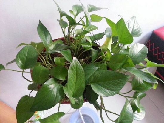 绿萝土培后 绿萝土培后