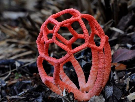 最丑最臭的植物 最丑最臭的植物