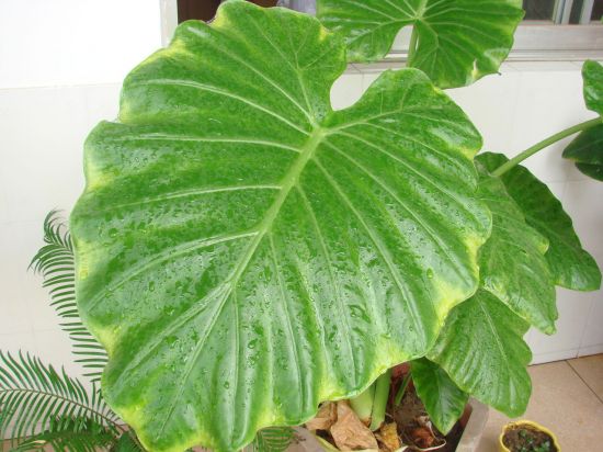 滴水观音叶子发黄怎么办 滴水观音叶子发黄怎么办