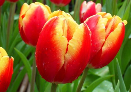 红色郁金香 红色郁金香