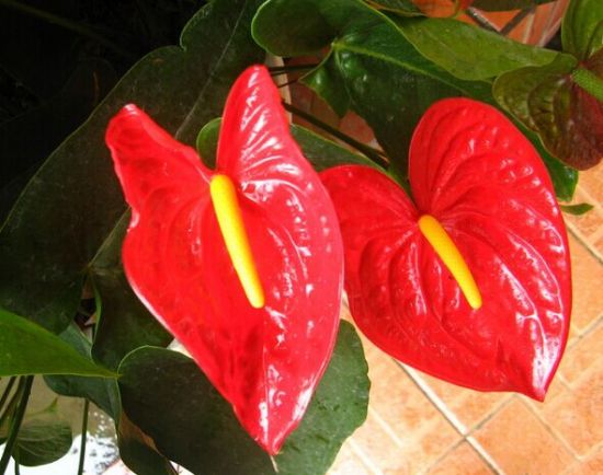 美丽的火鹤花 美丽的火鹤花