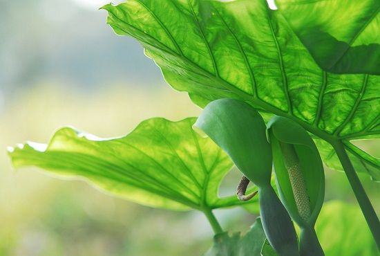 滴水观音 滴水观音