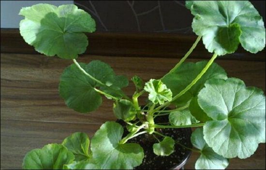 天竺葵不开花 天竺葵不开花