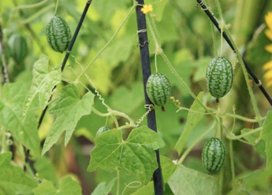 佩普基诺 栽种 佩普基诺 栽种