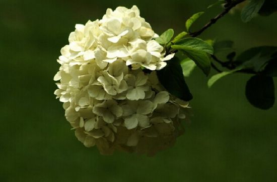 白色的绣球花特写 白色的绣球花特写