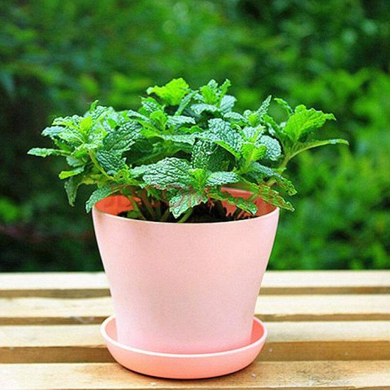 薄荷冬天种植方法 薄荷冬天种植方法