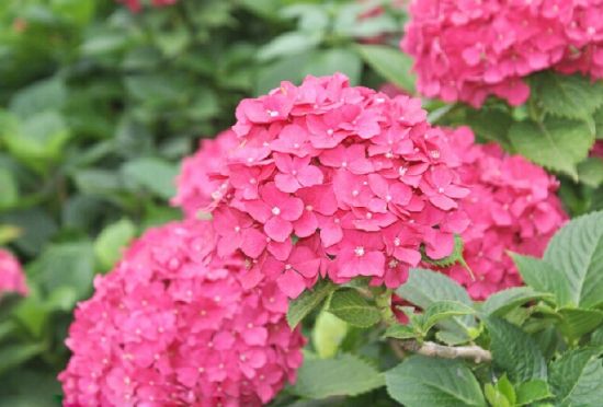 妖艳的绣球花 妖艳的绣球花