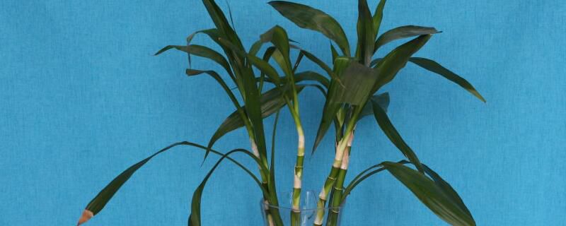 富贵竹怎么浇水？富贵竹四季浇水方法