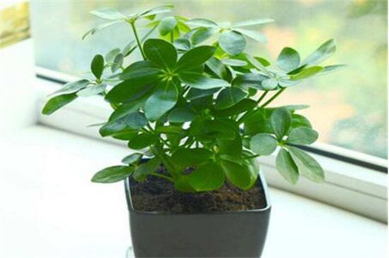 鸭脚木喜欢酸性土壤吗？鸭脚木的种植方法