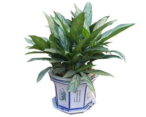 客厅和卧房不能摆放哪些植物? 客厅和卧房不能摆放哪些植物?