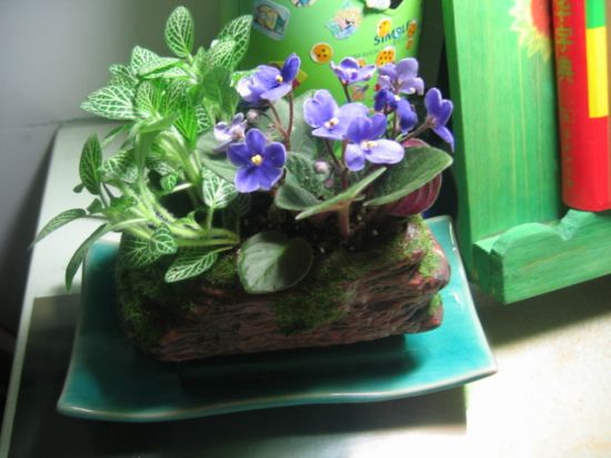 非洲堇的栽培技术 非洲堇的栽培技术