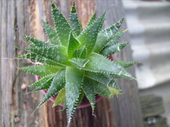 盆栽波路 盆栽波路