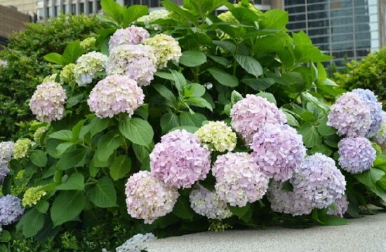 团团相簇的绣球花 团团相簇的绣球花