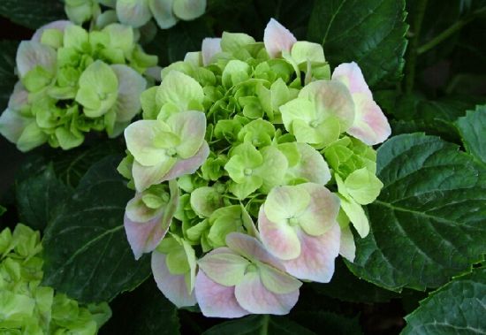 花色多样的绣球花 花色多样的绣球花