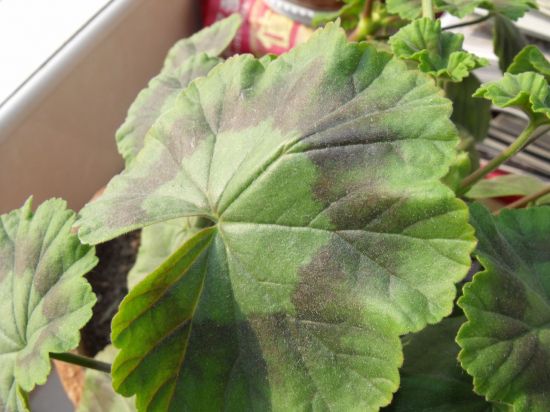 天竺葵叶子发黄的原因分析和处理方法