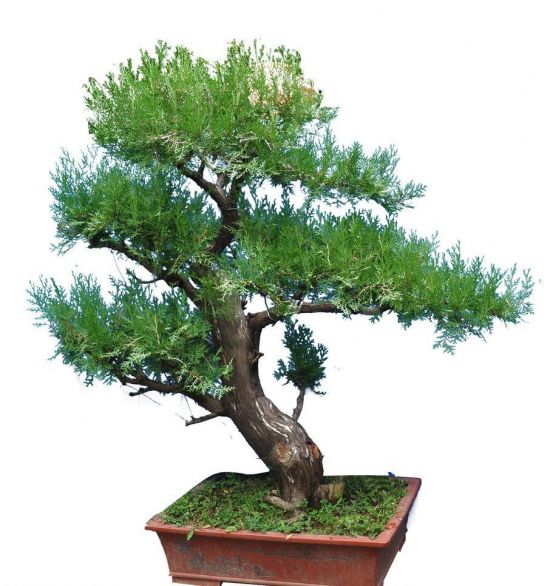 客厅和卧房不能摆放哪些植物? 客厅和卧房不能摆放哪些植物?