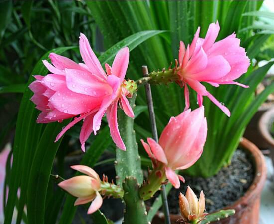 怎样让令箭荷花多开花？令箭荷花一年开几次花