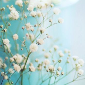 纯洁的满天星 纯洁的满天星