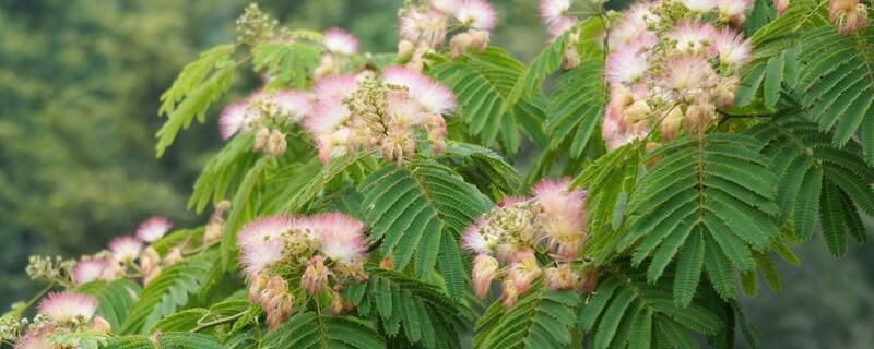 合欢树和含羞草区别：4大不同点