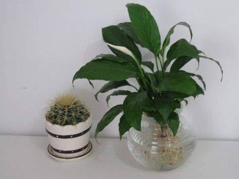 花的叶子发黄是什么原因 花的叶子发黄是什么原因