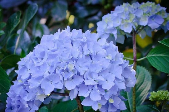 蓝篮的绣球花 蓝篮的绣球花