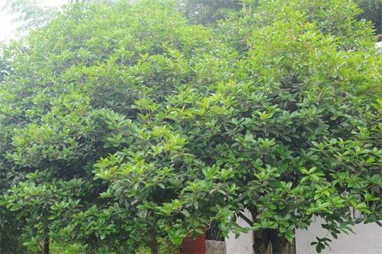 桂花树不宜种在哪里？医院和室内不可种植