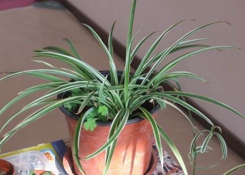 银边吊兰 银边吊兰