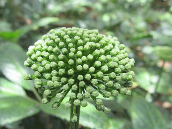 田七花穗 田七花穗