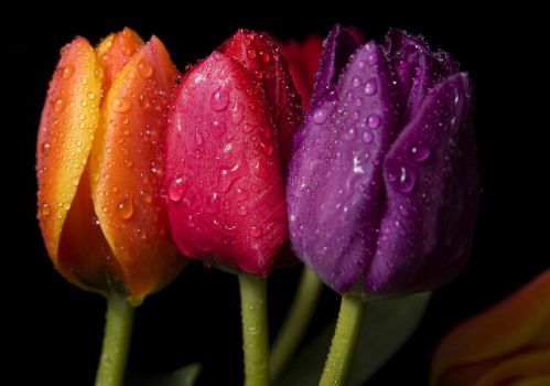 郁金香与水滴 郁金香与水滴