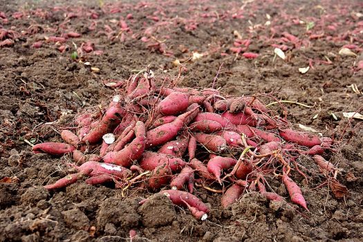 刚挖的红薯 刚挖的红薯