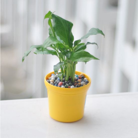 客厅和卧房不能摆放哪些植物? 客厅和卧房不能摆放哪些植物?