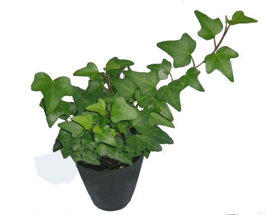 客厅和卧房不能摆放哪些植物? 客厅和卧房不能摆放哪些植物?