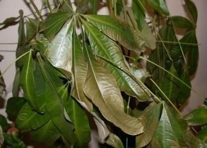 发黄的发财树叶子 发黄的发财树叶子