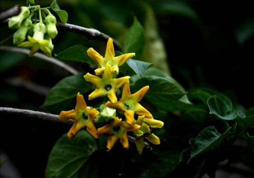 夜来香夜景 夜来香夜景