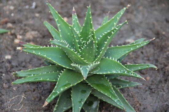 甜美的芦荟图片 甜美的芦荟图片