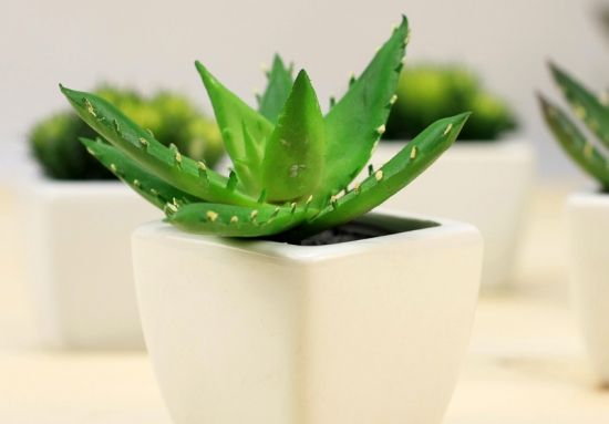 我办公室的芦荟图片 我办公室的芦荟图片