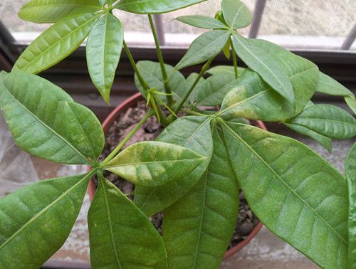 发财树叶子发黄 发财树叶子发黄