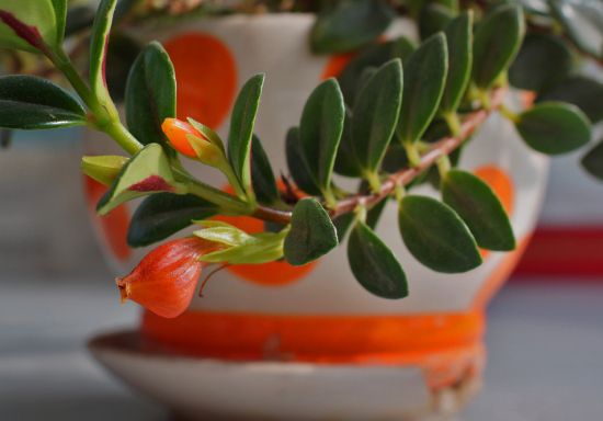 金鱼花茎蔓细长软弱怎么办：及时修剪、放在明