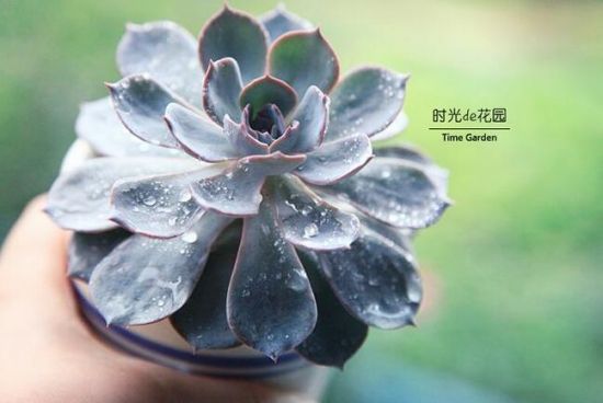 蓝石莲 蓝石莲