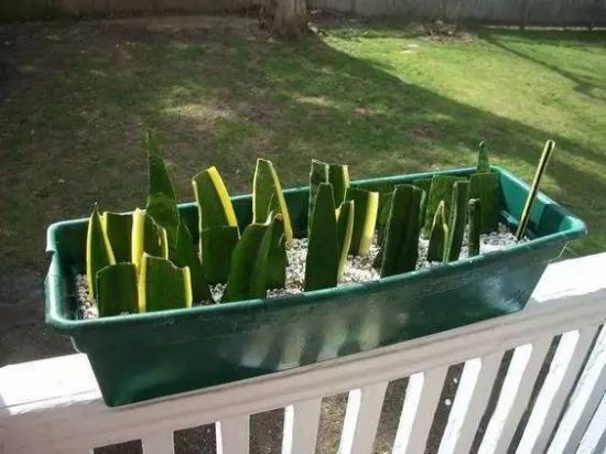 虎尾兰扦插繁殖 虎尾兰扦插繁殖