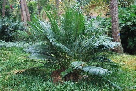 铁树叶子 铁树叶子