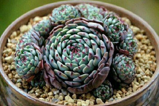 老版状态好的小红衣 老版状态好的小红衣