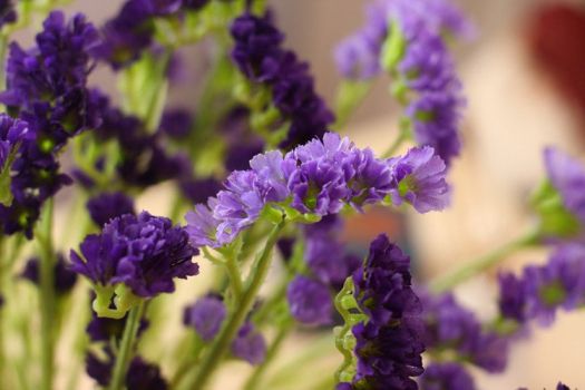 紫色勿忘我 紫色勿忘我