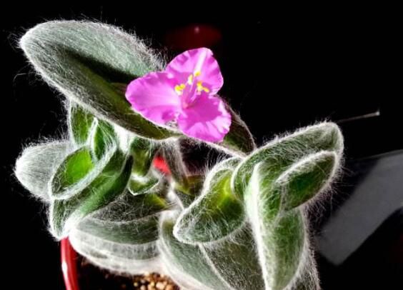 多肉植物怎么修剪造型？六大修剪技巧让多肉群